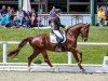 dressage horse Friedagold H (Hanoverian, 2012, from Feuerspiel)