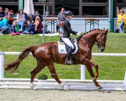 dressage horse Friedagold H (Hanoverian, 2012, from Feuerspiel)