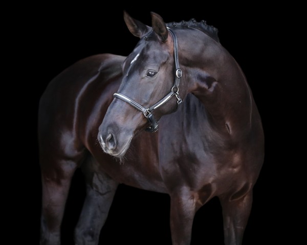 dressage horse Soleil en Coeur (Hanoverian, 2013, from Spörcken)