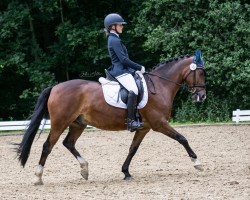 dressage horse Frankenbach Paul (German Riding Pony, 2011, from Donatelli)