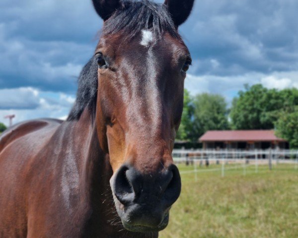 Springpferd Genial B (Rheinländer, 2009, von Graf Sandro)