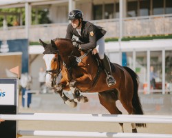 jumper Pluchino F (Oldenburg show jumper, 2017, from Plot Blue)