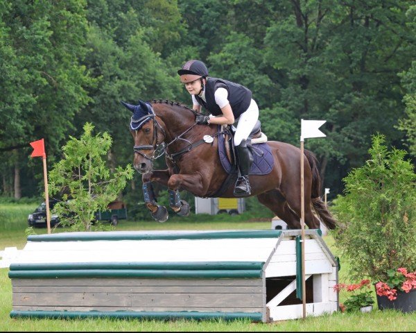 dressage horse Ton (New Forest Pony, 2005, from Major)