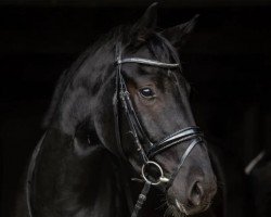 dressage horse Tanz für Hans (Hanoverian, 2020, from Glock's Taminiau)