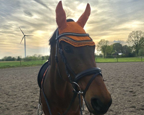 dressage horse Prinzessin 146 (Rhinelander, 2005, from Prince Thatch xx)