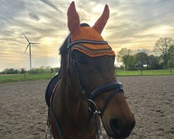 dressage horse Penny (Rhinelander, 2005, from Prince Thatch xx)