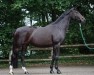 Dressurpferd Samaria 7 (Westfale, 2003, von Show Star)