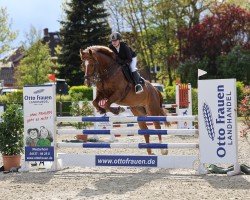 Springpferd Cassanova Nummer Eins (Holsteiner, 2015, von Casall)