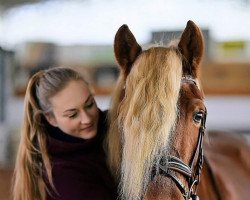 Pferd Anton (Haflinger,  , von Abucco)