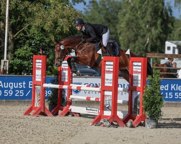 Springpferd Balous Best (Oldenburger Springpferd, 2019, von Balou du Rouet)