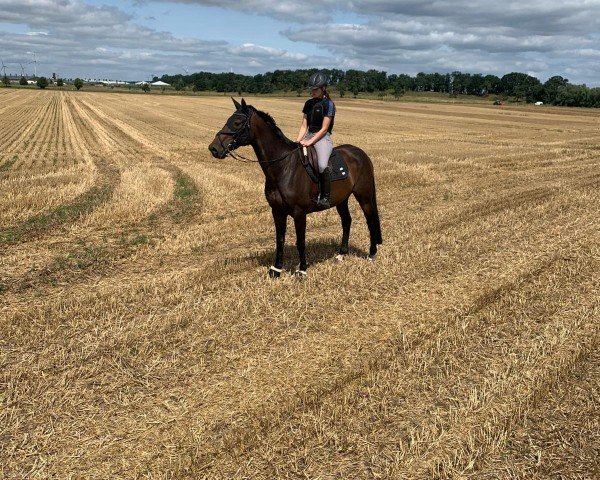 dressage horse Edon 3 (KWPN (Royal Dutch Sporthorse), 2009, from Delatio)