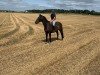 dressage horse Edon 3 (KWPN (Royal Dutch Sporthorse), 2009, from Delatio)