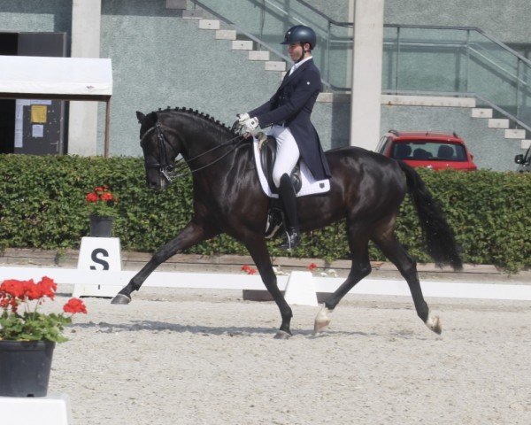 Dressurpferd Bankier W (Deutsches Sportpferd, 2015, von Belantis)