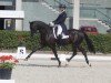 dressage horse Bankier W (German Sport Horse, 2015, from Belantis)