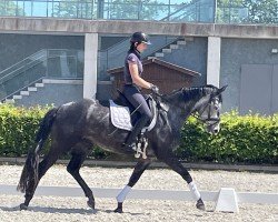 dressage horse Monete W (German Sport Horse, 2020)