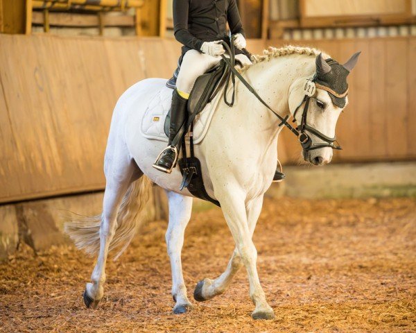 dressage horse Bantrach Tiger Storm (Connemara Pony, 2015, from Robe Blue Thunder)