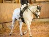 dressage horse Bantrach Tiger Storm (Connemara Pony, 2015, from Robe Blue Thunder)