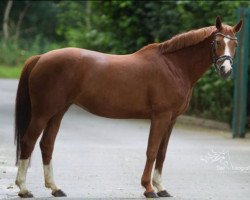 broodmare Hennesy (Hanoverian, 2004, from His Highness)