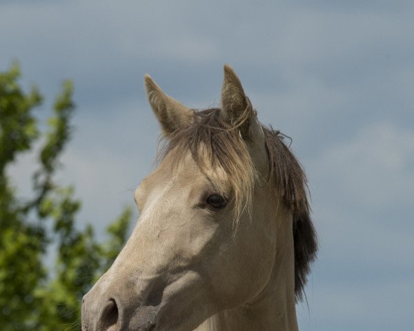 horse Dalina SD (German Riding Pony, 2019, from Champagne Heartbreaker)