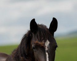 dressage horse Nania SD (German Riding Pony, 2020, from Neverland WE)