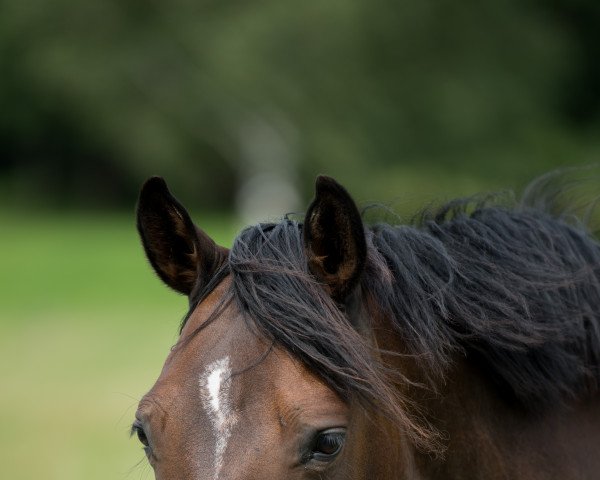 broodmare Chocolate (German Riding Pony, 2015, from FS Champion de Luxe)