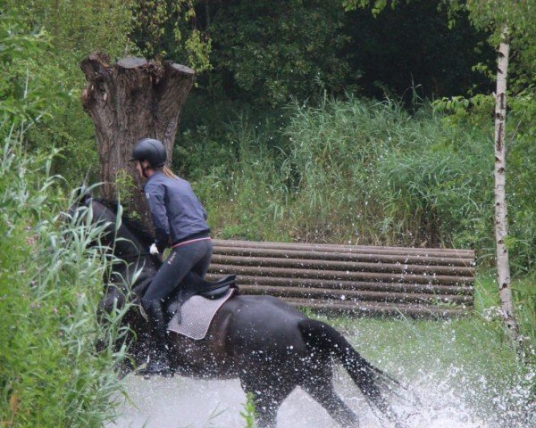 broodmare Fabelhaft W (Westphalian, 2019, from For Gold OLD)