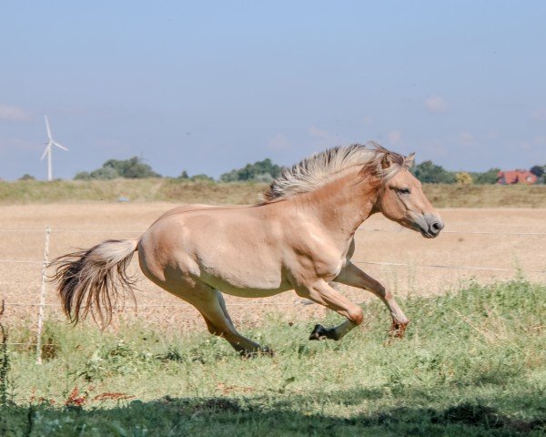 horse Havano (Fjord Horse, 2020, from Herko)