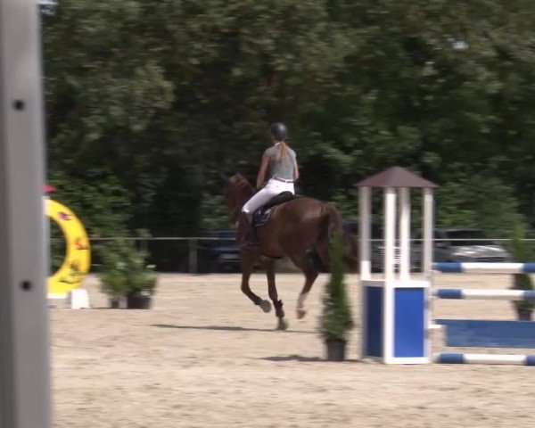 Reitturnier Rot am See Musdorf 2024