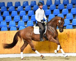 broodmare Cassandra 357 (Oldenburg, 2011, from Bordeaux 28)