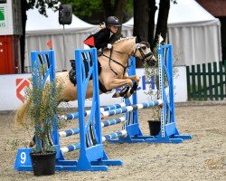 dressage horse Dukato Gold (German Riding Pony, 2015, from Danny Gold)