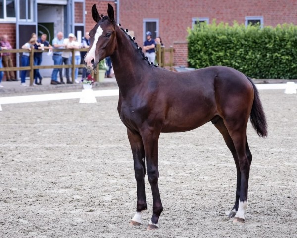 foal by Dualino KS (Westphalian, 2024, from Diamantenglanz)