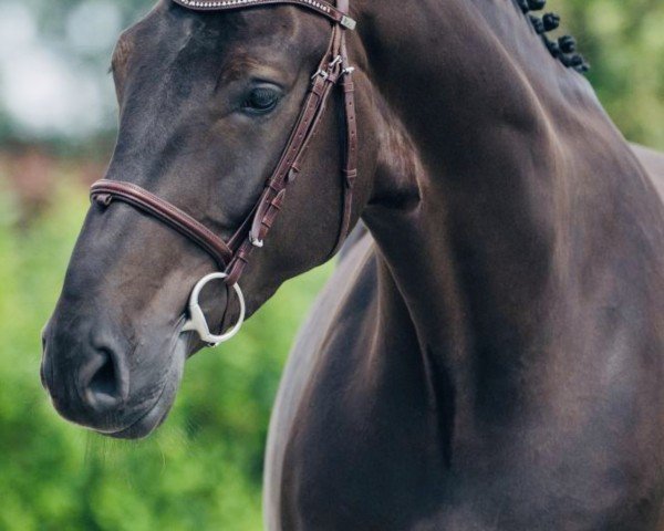 jumper Ironman 13 (German Sport Horse, 2019, from I'm Special de Muze)