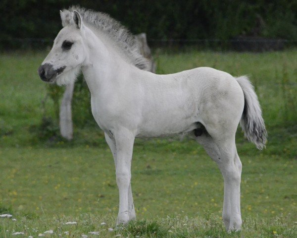 foal by Viko (Fjord Horse, 2024, from Vik van den Bosdries)