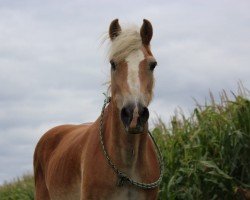 horse Strauchdieb (Haflinger,  , from Starlight)