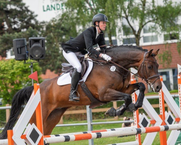 jumper Diatender 2 (Oldenburg show jumper, 2012, from Diarado)