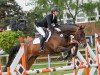 jumper Diatender 2 (Oldenburg show jumper, 2012, from Diarado)