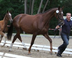 broodmare Constanze (Oldenburg, 2005, from Donnerschwee)