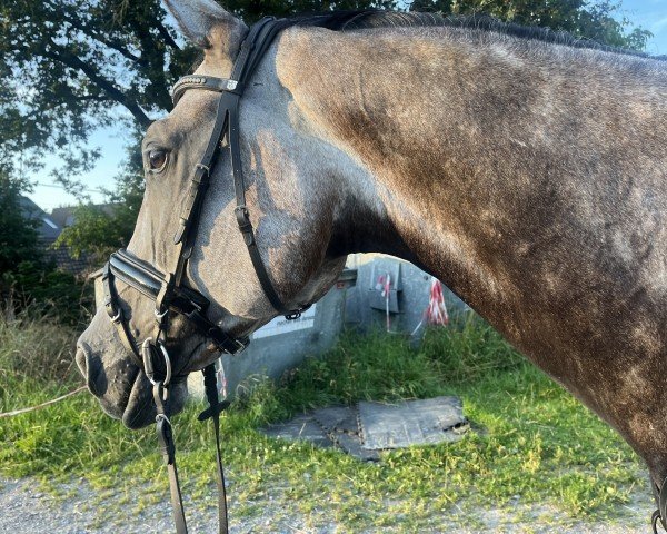 Springpferd Stakkalido V (Oldenburger Springpferd, 2017, von Stakkatol)