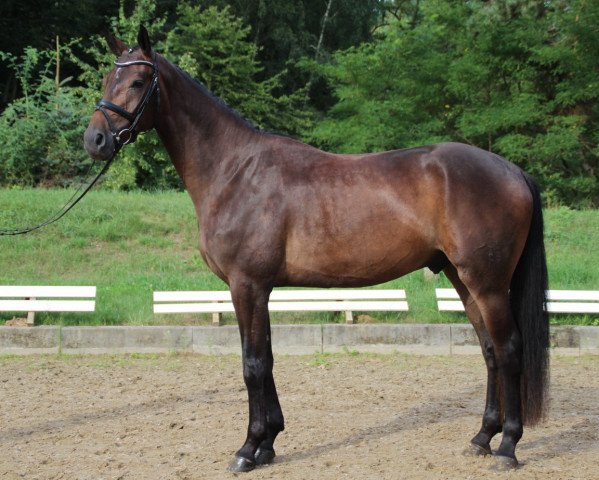 dressage horse Ron Raffaello (Oldenburg, 2010, from Rosengold)