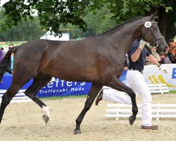 broodmare Chanson D' Amour (Oldenburg, 2008, from Glock's Johnson Tn)