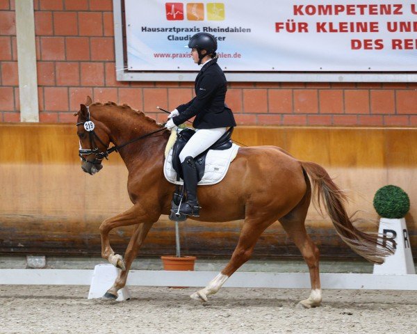 dressage horse Modestus B (German Riding Pony, 2016, from Dornier B)