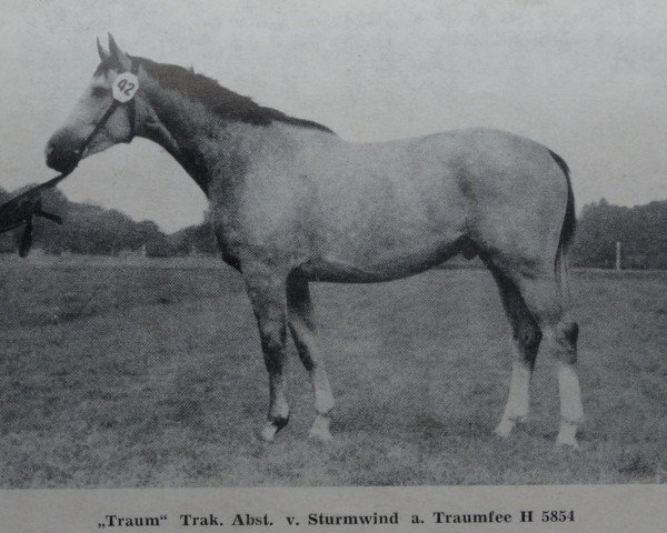 stallion Traum Mo 1315 (Trakehner, 1970, from Sturmwind II)