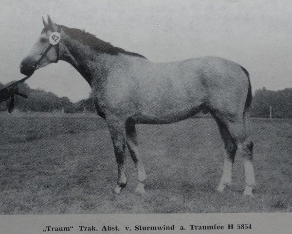 stallion Traum Mo 1315 (Trakehner, 1970, from Sturmwind II 2351)