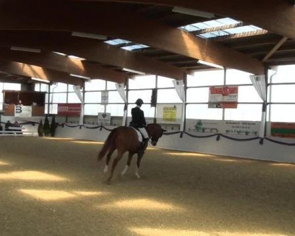 Hallen-Dressur- und Spring-Late-Entry im Reitsportzentrum Gerd Könemann 2013