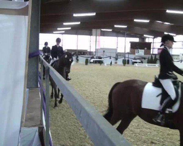 Hallen-Dressur- und Spring-Late-Entry im Reitsportzentrum Gerd Könemann 2013