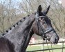 dressage horse Aimee 126 (Oldenburg, 2009, from San Amour I)