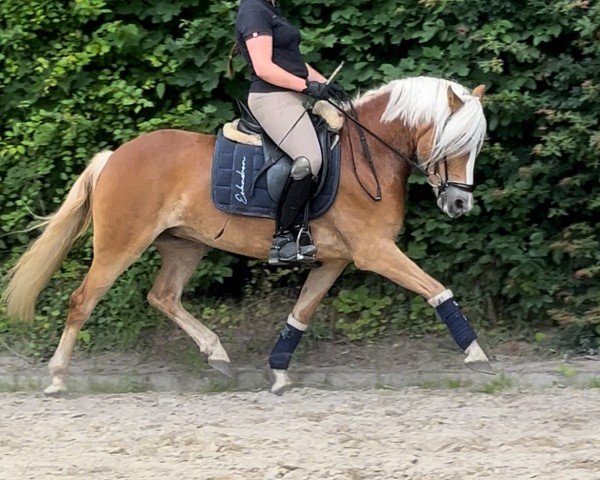 dressage horse Azra 4 (Haflinger, 2019, from Amari)