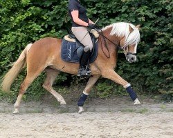 Dressurpferd Azra 4 (Haflinger, 2019, von Amari)