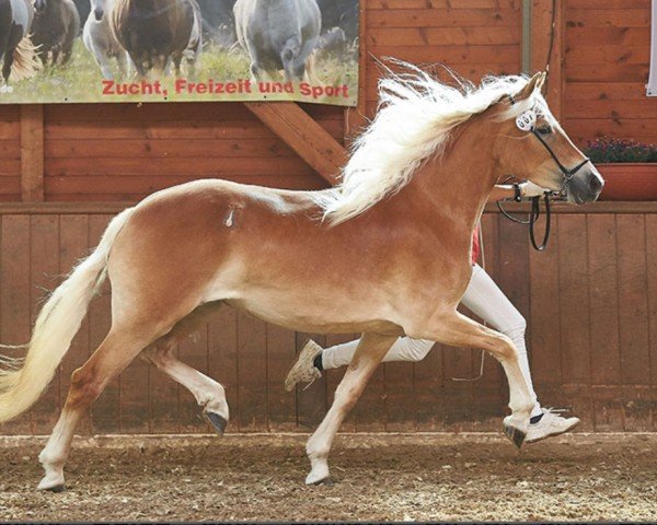 Zuchtstute Amorina (Haflinger,  , von Amore Mio)