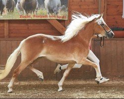 broodmare Amorina (Haflinger,  , from Amore Mio)